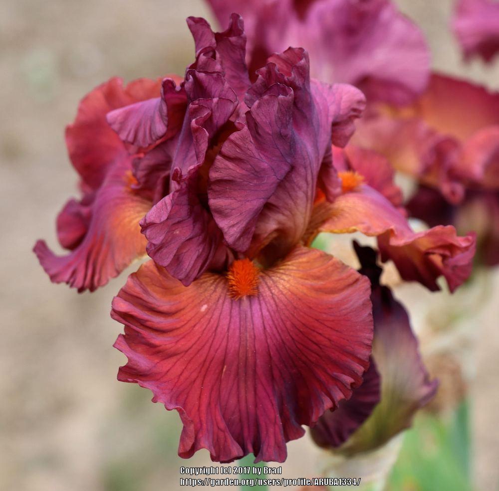 Photo of Tall Bearded Iris (Iris 'Catch the Fever') uploaded by ARUBA1334