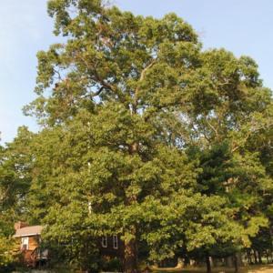 full-grown tree in summer