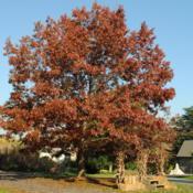 maturing tree in fall color