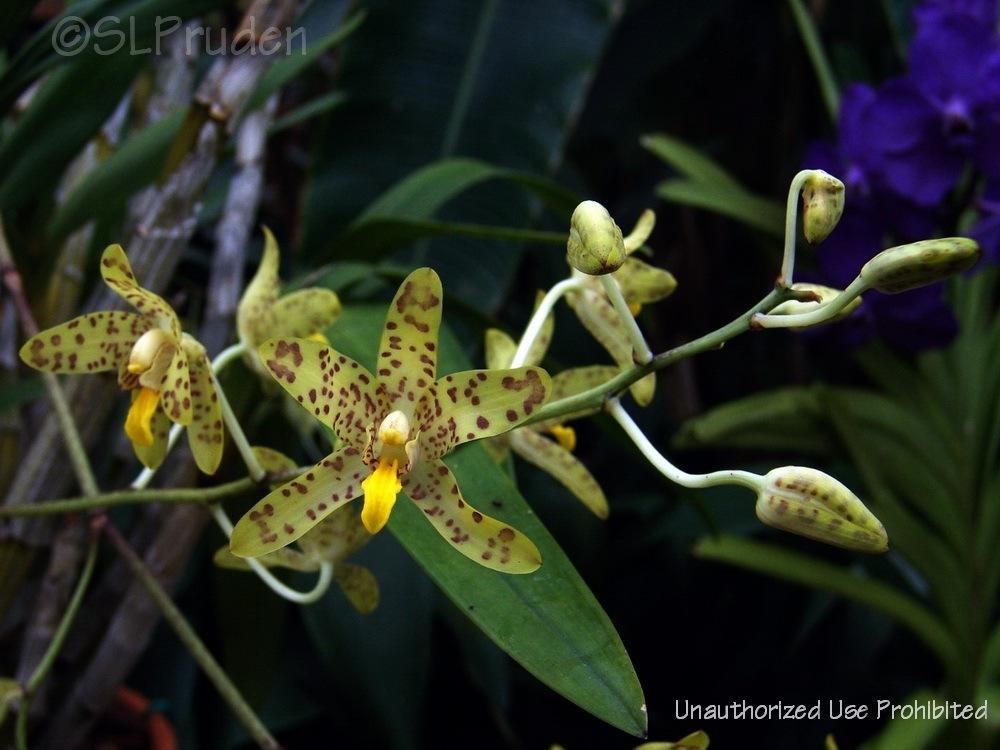 Photo of Leopard Orchid (Ansellia africana) uploaded by DaylilySLP