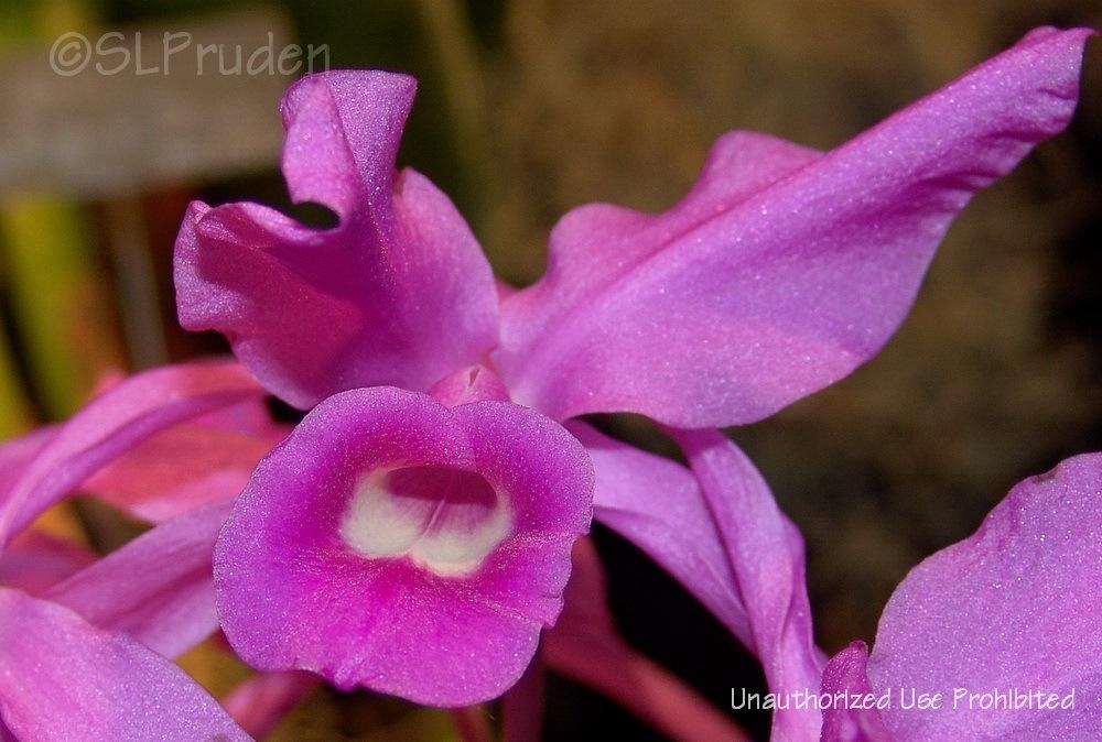 Photo of Guaria Morada (Guarianthe skinneri) uploaded by DaylilySLP