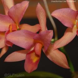 Location: Palm Sunday Orchid Show, MI
Date: 2009-04-19