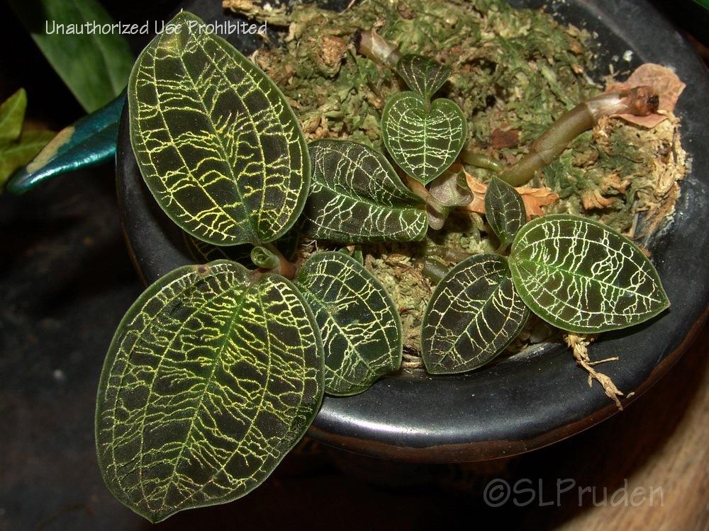 Photo of Jewel Orchid (Macodes petola) uploaded by DaylilySLP