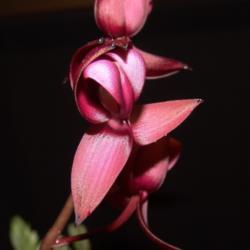 Location: Palm Sunday Orchid Show, MI
Date: 2008