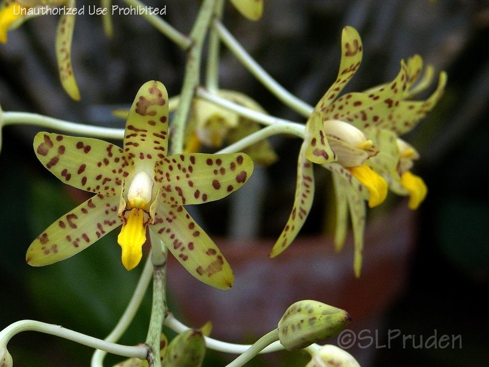 Photo of Leopard Orchid (Ansellia africana) uploaded by DaylilySLP
