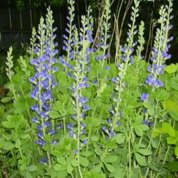 Location: Riverview, Robson, B.C. 
Date: 2006-05-31
 7:50 pm. Long, tall blue spires, which in turn bear black seed p