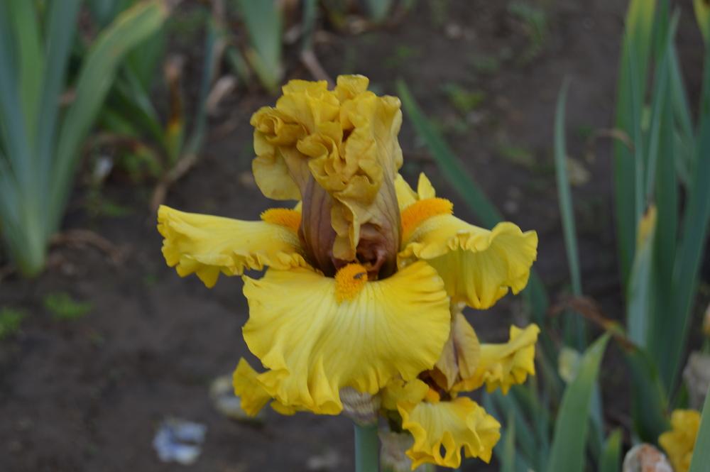 Photo of Tall Bearded Iris (Iris 'Brass Lamp') uploaded by KentPfeiffer
