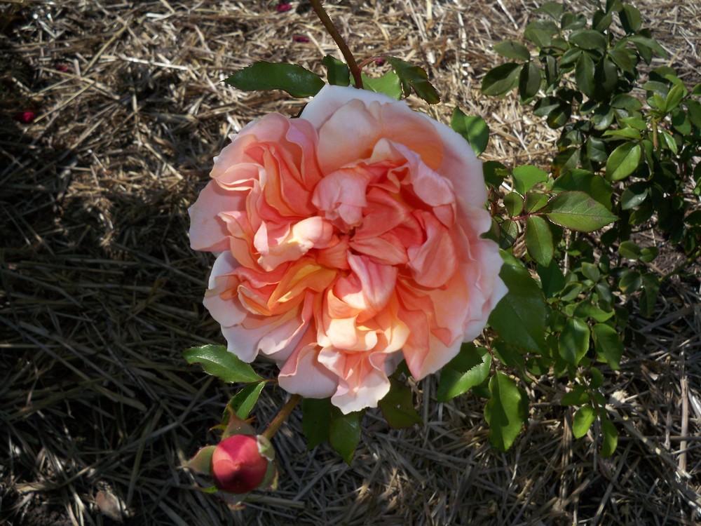 Photo of Shrub Rose (Rosa 'Soul Sister') uploaded by Pattyw5
