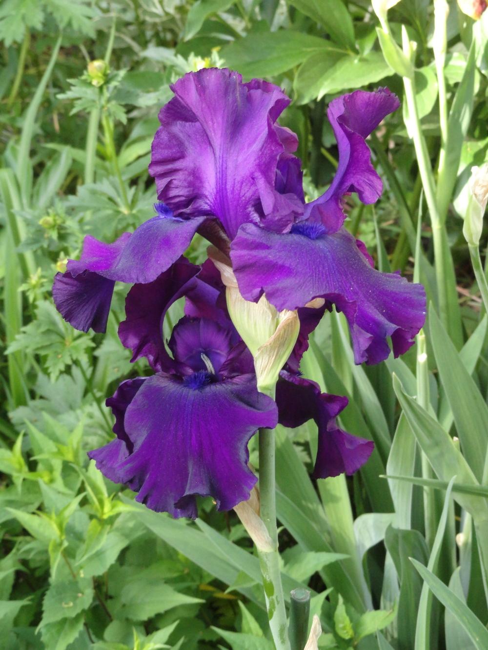 Photo of Tall Bearded Iris (Iris 'Midnight Revelry') uploaded by SunnyBorders