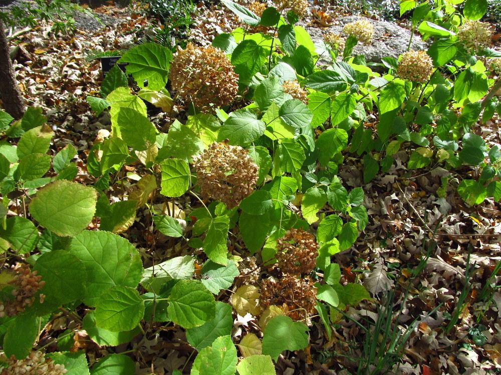 Photo of Smooth Hydrangea (Hydrangea arborescens 'Annabelle') uploaded by jmorth