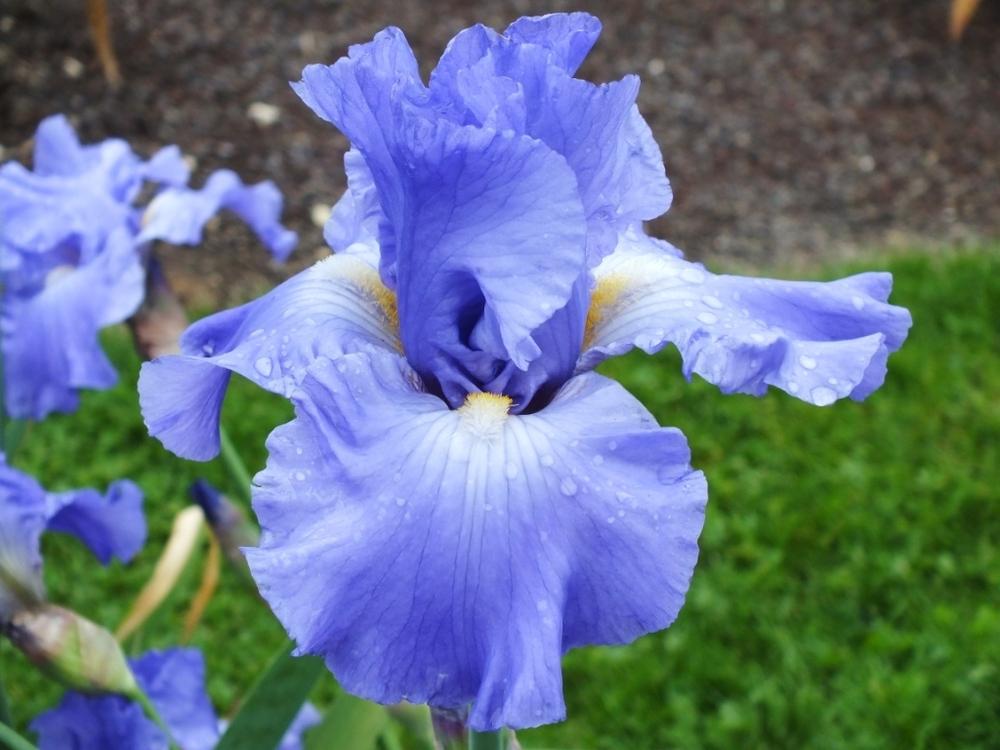 Photo of Tall Bearded Iris (Iris 'Fuji Skies') uploaded by sunnyvalley