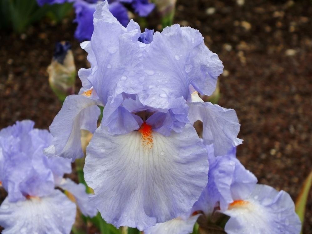 Photo of Tall Bearded Iris (Iris 'Vivien') uploaded by sunnyvalley