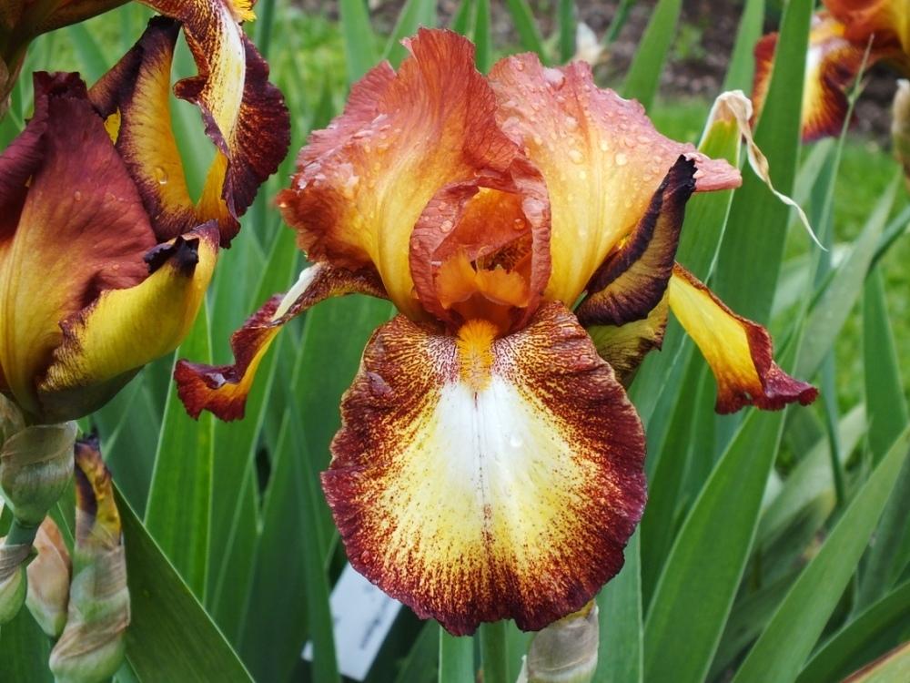 Photo of Tall Bearded Iris (Iris 'Spreckles') uploaded by sunnyvalley