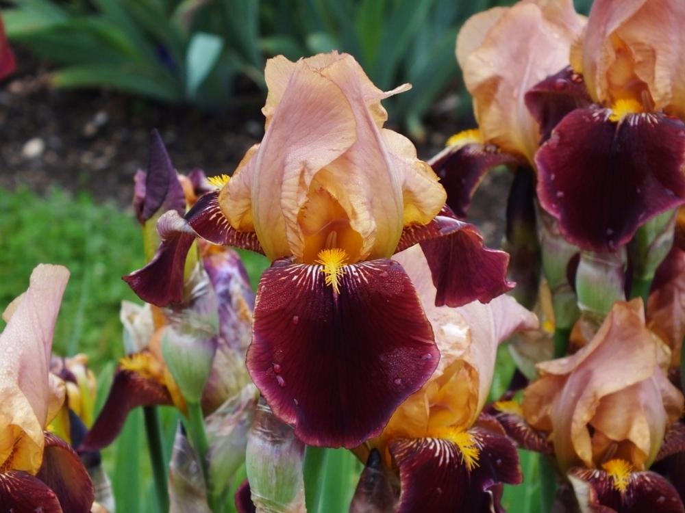 Photo of Tall Bearded Iris (Iris 'Shirvan') uploaded by sunnyvalley