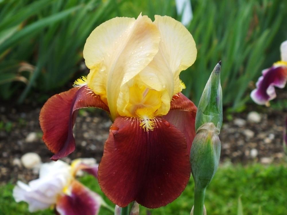 Photo of Tall Bearded Iris (Iris 'Broadway Star') uploaded by sunnyvalley