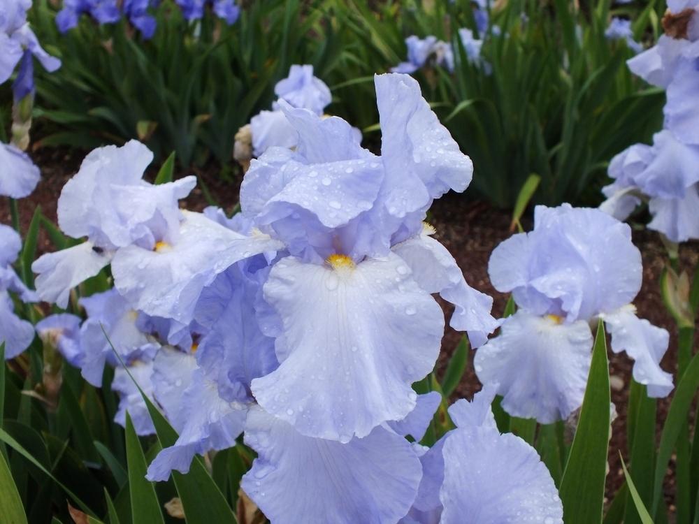 Photo of Tall Bearded Iris (Iris 'Biscay Bay') uploaded by sunnyvalley