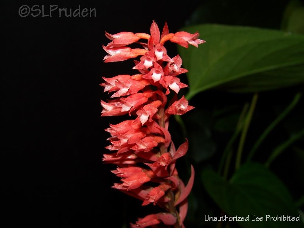 Photo of Latin American Lady Orchid (Stenorrhynchos speciosum) uploaded by DaylilySLP
