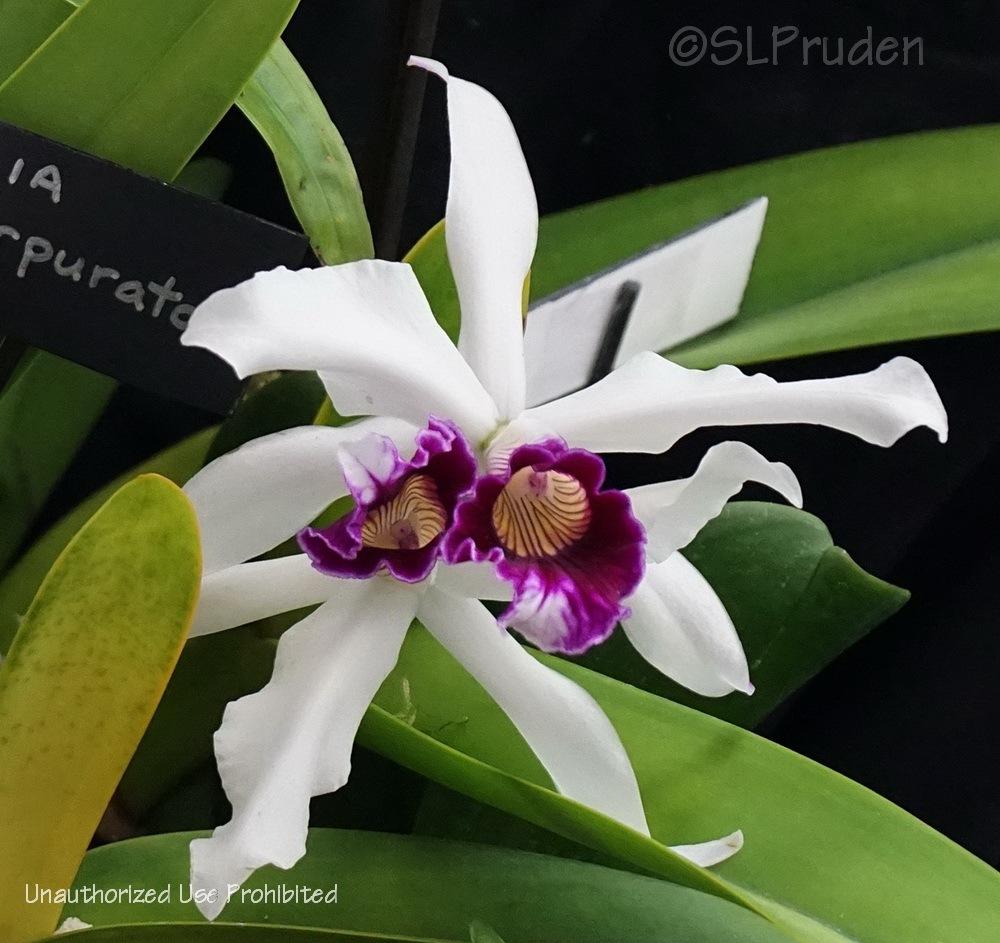 Photo of Orchid (Cattleya purpurata) uploaded by DaylilySLP