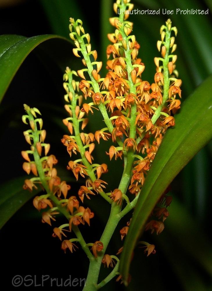 Photo of Orchid (Polystachya paniculata) uploaded by DaylilySLP