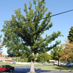 Location: Thorndale, Pennsylvania
Date: 2010-08-28
a maturing tree near parking lots