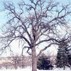 Location: Aurora, Illinois
Date: January in 1980's
full-grown tree in winter