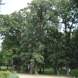 Location: Lake Ellyn in Glen Ellyn, IL
Date: 2010-08-20
some trees in a park