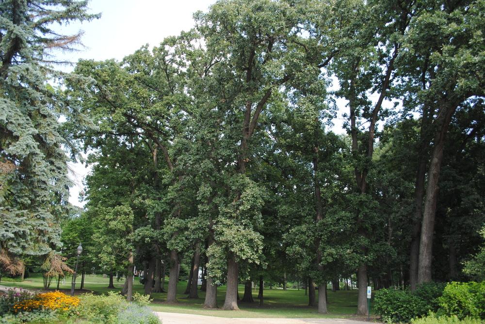 Photo of Bur Oak (Quercus macrocarpa) uploaded by ILPARW