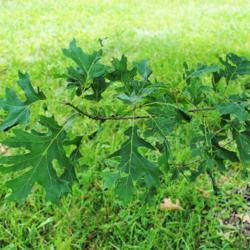 Location: Oak Collection at Morton Arboretum in Lisle, IL
Date: 2015-06-19
summer leaves