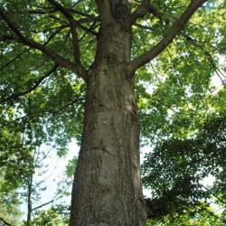 Location: Morris Arboretum in Philadelphia, PA
Date: 2016-06-15
full-grown trunk