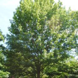 Location: Morris Arboretum in Philadelphia, PA
Date: 2016-06-15
mature tree