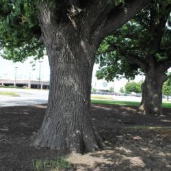 Location: Exton, Pennsylvania
Date: 2017-07-08
two trunks of two old trees planted a long time ago