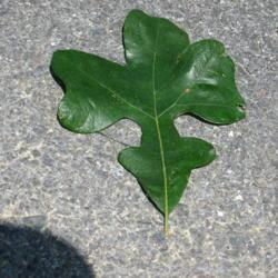 Location: Thorndale, Pennsylvania
Date: 2008-08-01
the unique leaf