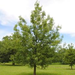 Location: Oak Collection at Morton Arboretum in Lisle, IL
Date: 2015-06-19
young planted tree