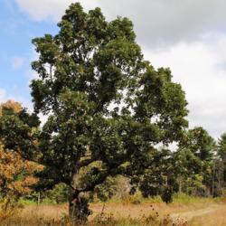 Location: near Malvern, Pennsylvania
Date: 2015-09-11
mature tree in a serpentine barrens
