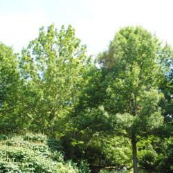 Location: Morris Arboretum in Philadelphia, PA
Date: 2016-06-15
two mature trees