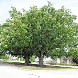 Location: Exton, Pennsylvania
Date: 2017-07-08
two old trees planted a long time ago