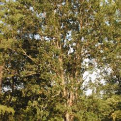 Location: Nottingham Park in southeast PA
Date: 2010-09-03
full-grown tree in summer