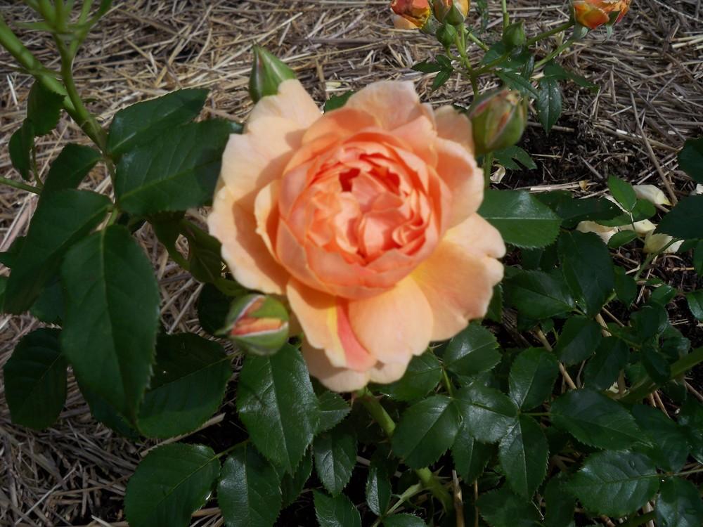 Photo of Rose (Rosa 'At Last') uploaded by Pattyw5