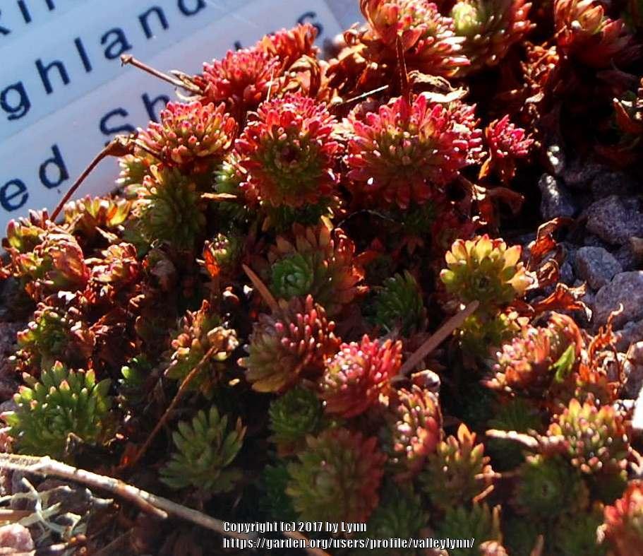 Photo of Mossy Saxifrage (Saxifraga Highlander™ Red Shades) uploaded by valleylynn