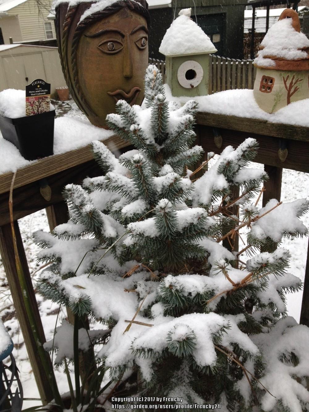 Photo of Colorado Blue Spruce (Picea pungens) uploaded by Frenchy21