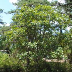 Location: southern New Jersey
Date: 2014-08-09
maturing tree in summer
