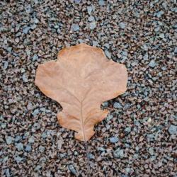 Location: Jenkins Arboretum in Berwyn, PA
Date: 2015-12-13
a brown leaf from big tree at arboretum