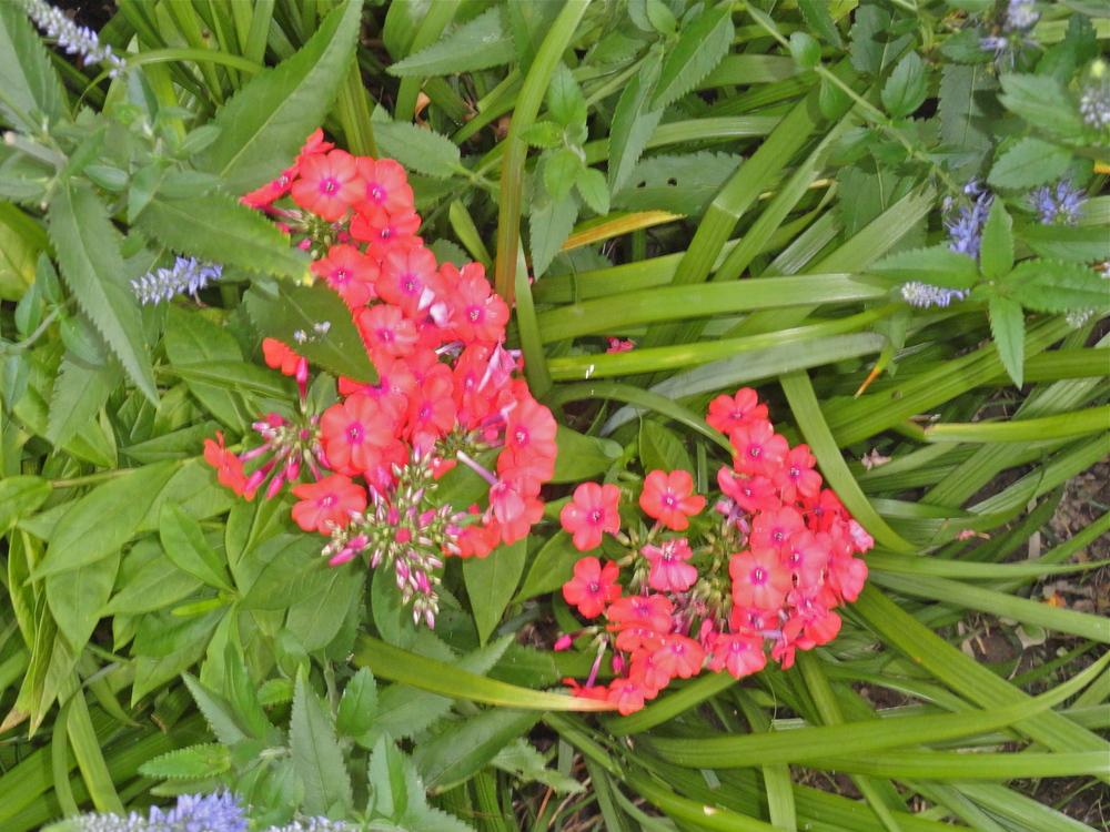 Photo of Garden Phlox (Phlox paniculata 'Orange Perfection') uploaded by SunnyBorders