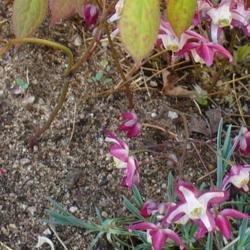 Location: Nora's Garden - Castlegar, B.C.
Date: 2016-04-19
 5:26 pm. Bishop's mitre or hat - An unusual flower structure.
