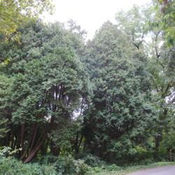 Location: Morton Arboretum along DuPage River in Lisle, IL
Date: 2017-09-05
mature trees of the mother species
