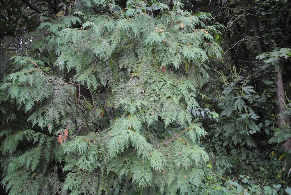 Photo of Eastern Arborvitae (Thuja occidentalis) uploaded by ILPARW