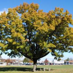 Location: Downingtown, Pennsylvania
Date: 2010-11-10
fall color on tree