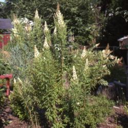 Location: Downingtown, Pennsylvania
Date: July 2005
shrub in bloom