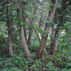 Location: Morton Arboretum in Lisle, Illinois
Date: 2017-09-05
trunks of several trees together