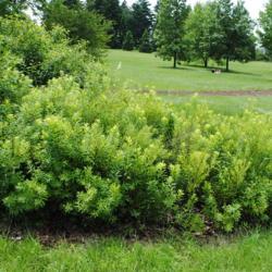 Location: Morton Arboretum in Lisle, Illinois
Date: 2015-06-19
old expanding shrub just before bloom